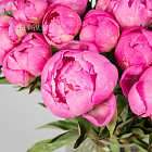 Ярко-розовые пионы