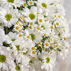 Корзина кустовых хризантем и ромашек